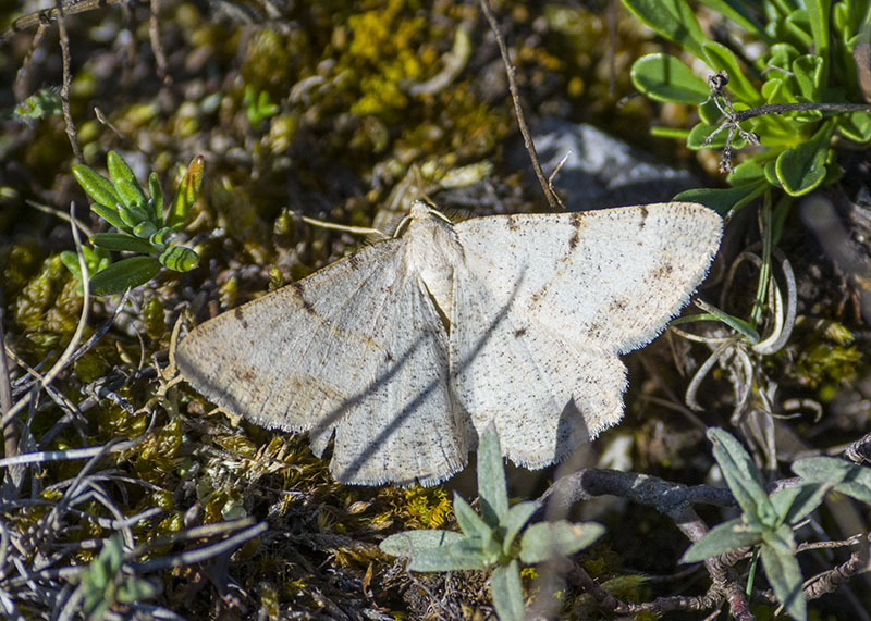 Geometridae Selidosema sp